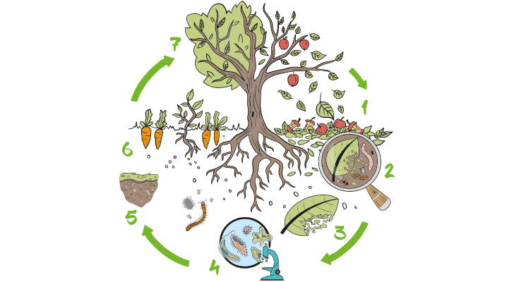 Recyclingwunder Naturkreislauf: Grafik veranschaulicht die Verwertung von Naturmaterialien wie Blättern und Äpfeln.