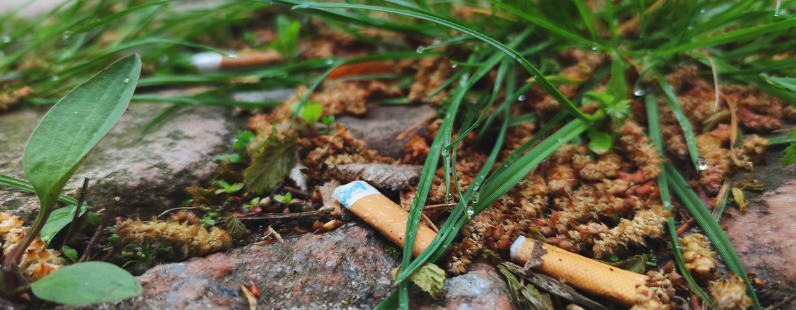Zigarettenkippen liegen auf dem Boden zwischen Gräsern und Steinen.